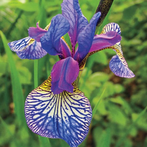 50 Iris Perennial Seeds Flower Plant (much less money than bulbs) - FRESH SEEDS - Limited Supply - Order Soon - Thank You