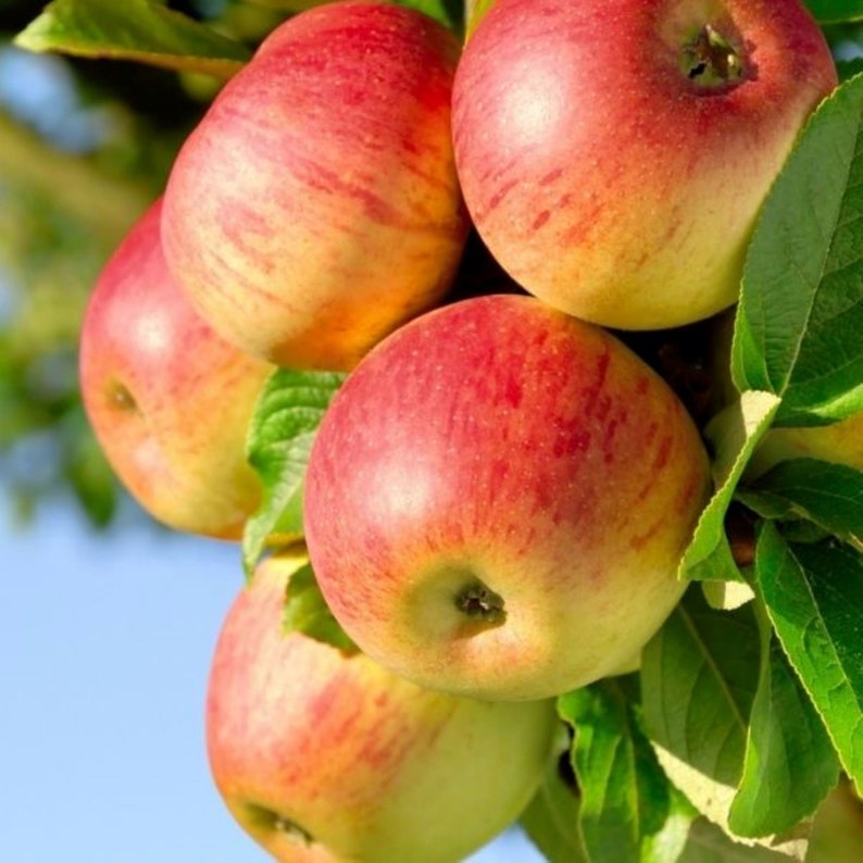 50 Honeycrisp Apple Tree Seeds FRESH SEEDS Etsy