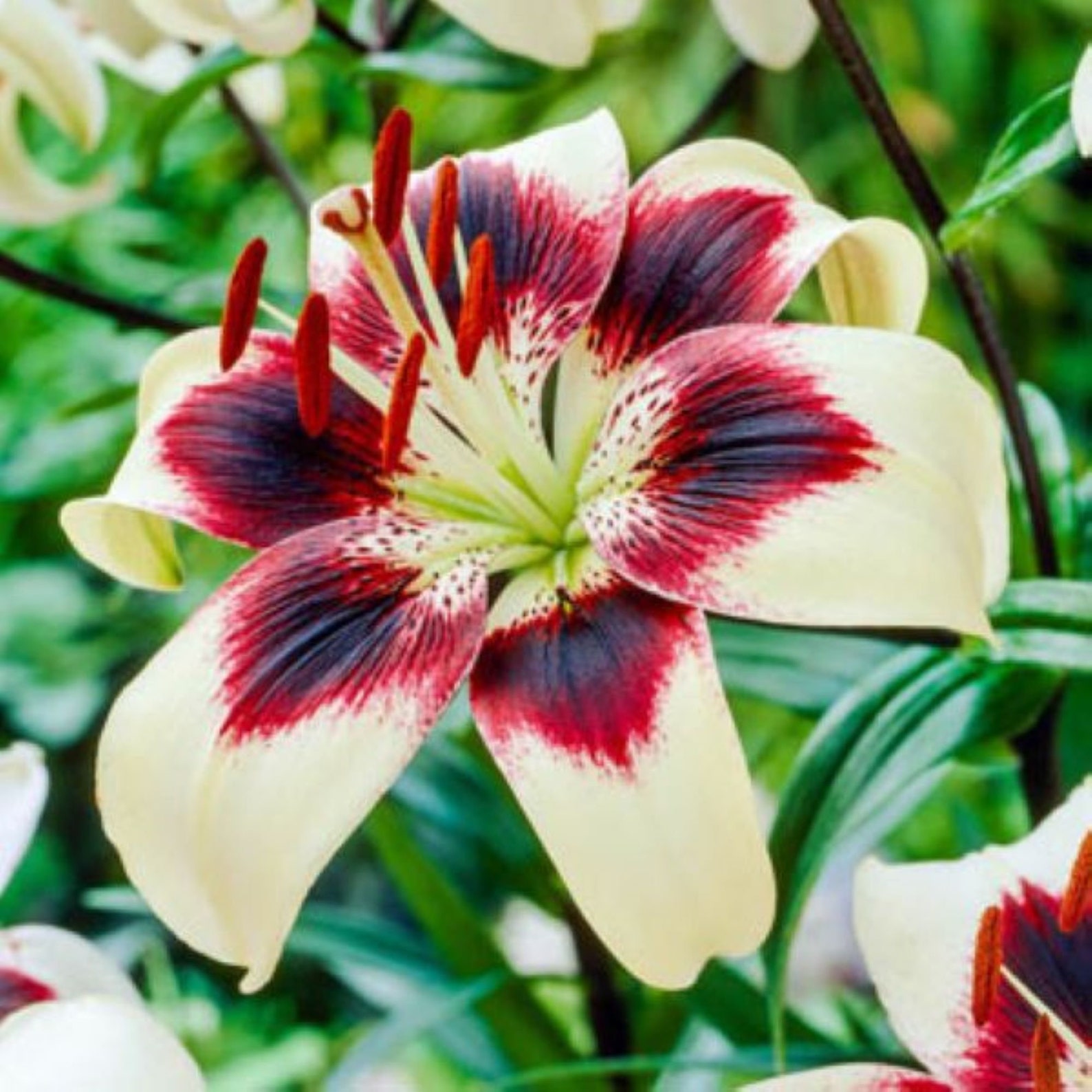 20+ How Much Are Lilies 50 Lily Seeds Flower Plant (much Less Money Than Bulbs) - FRESH SEEDS