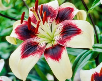 May include: A white lily with dark purple and red markings on the petals. The lily has a prominent yellow center with red pollen.