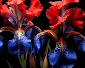 Pode incluir: Duas flores de íris vibrantes com pétalas vermelhas e azuis. As flores têm um padrão listrado único nas pétalas.