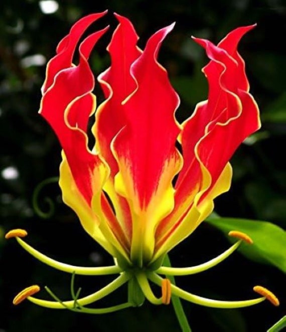 50 Flame Lily Seeds Flower Plant (much Less Money Than Bulbs) - FRESH SEEDS  - Limited Supply - Order Soon - Thank You - Etsy
