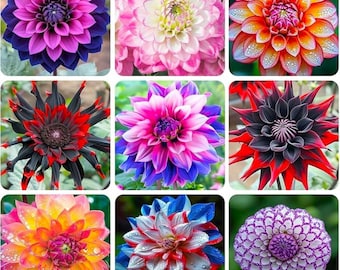 May include: Nine different varieties of dahlia flowers in a collage. The flowers are in various colors, including pink, white, red, orange, purple, and black.