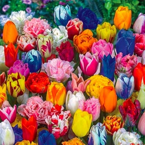 May include: A bouquet of colorful tulips in various shades of red, orange, yellow, pink, white, and blue. The tulips are arranged in a loose, natural style, with some of the flowers overlapping.