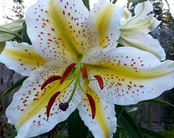 50 Heirloom Lily Seeds Fragrant Flower Plant (much less money than bulbs)