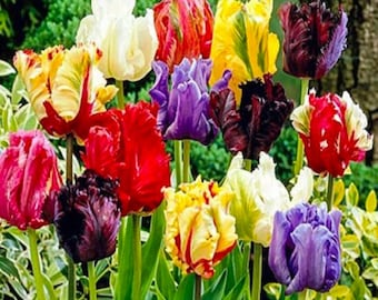 Può includere: Un mazzo di tulipani pappagallo in una varietà di colori, tra cui rosso, giallo, bianco, viola e nero. I tulipani sono disposti in un giardino.