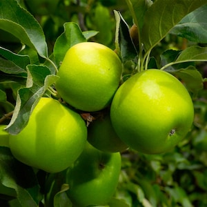 May include: Close-up of four green apples hanging from a tree branch. The apples are round and smooth, with a bright green color. The leaves of the tree are visible in the background.