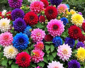 Puede incluir: Una mezcla vibrante de flores de dalia de colores en flor. Las flores son de varios tonos de rosa, rojo, morado, azul y amarillo. Las flores están dispuestas en un racimo, creando una hermosa y colorida exhibición.