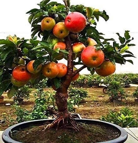 50 graines de pommier bonsa nain - GRAINES FRACHES - Quantit limite -  Commandez bientt - Merci - Etsy France