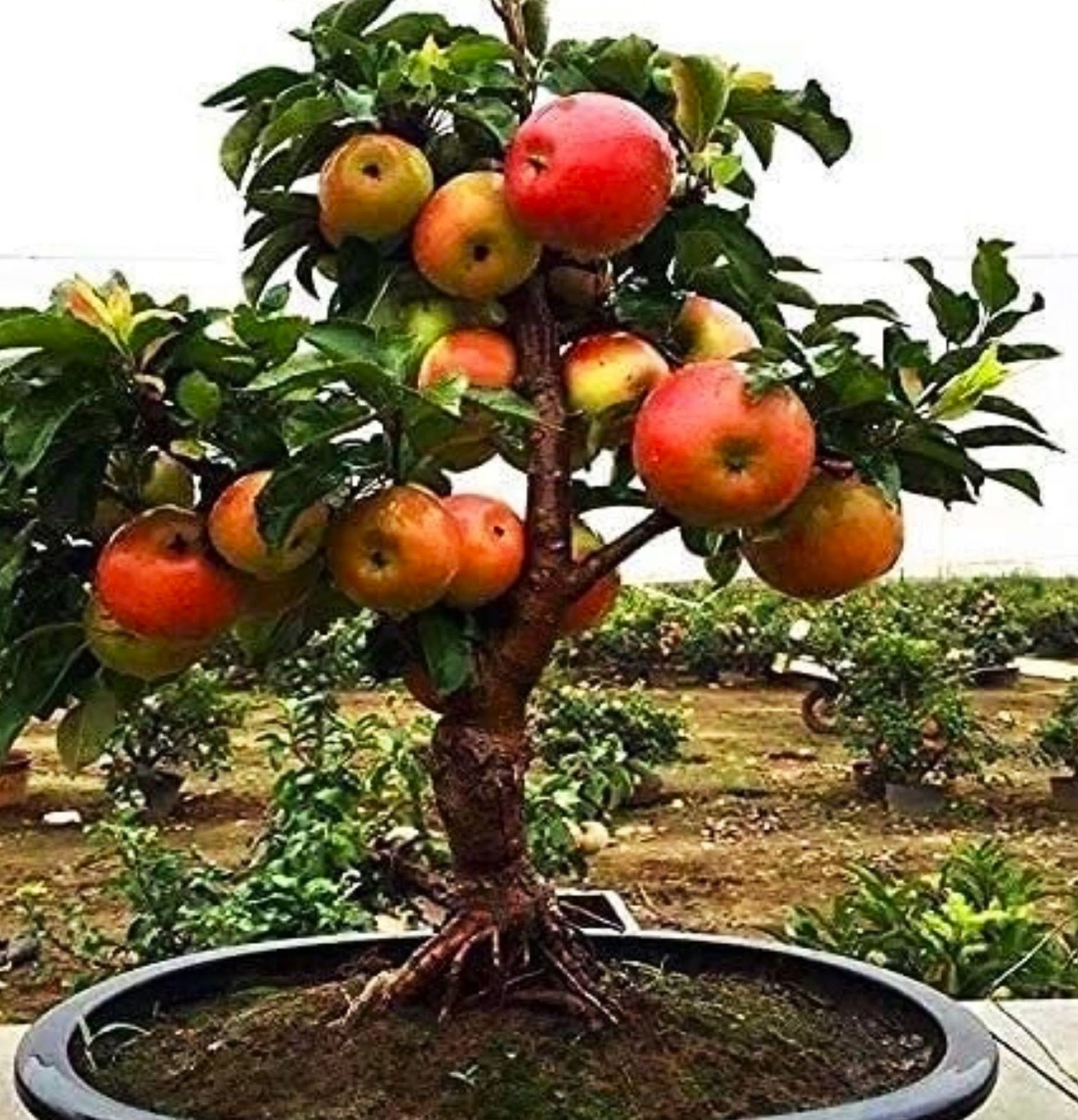 obi bonsai dünger ProviPlant Bonsai-Dünger: Für Indoor- & Outdoor Bonsai-Bäume
