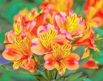 May include: A vibrant bouquet of Alstroemeria flowers, showcasing a mix of orange, yellow, and pink hues. The petals are delicately veined with darker stripes, creating a striking visual contrast. Green foliage provides a natural backdrop.