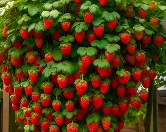 Könnte beinhalten: Eine Erdbeerpflanze mit einer großen Anzahl reifer roter Erdbeeren, die von den Zweigen hängen. Die Pflanze wächst in einem Garten.