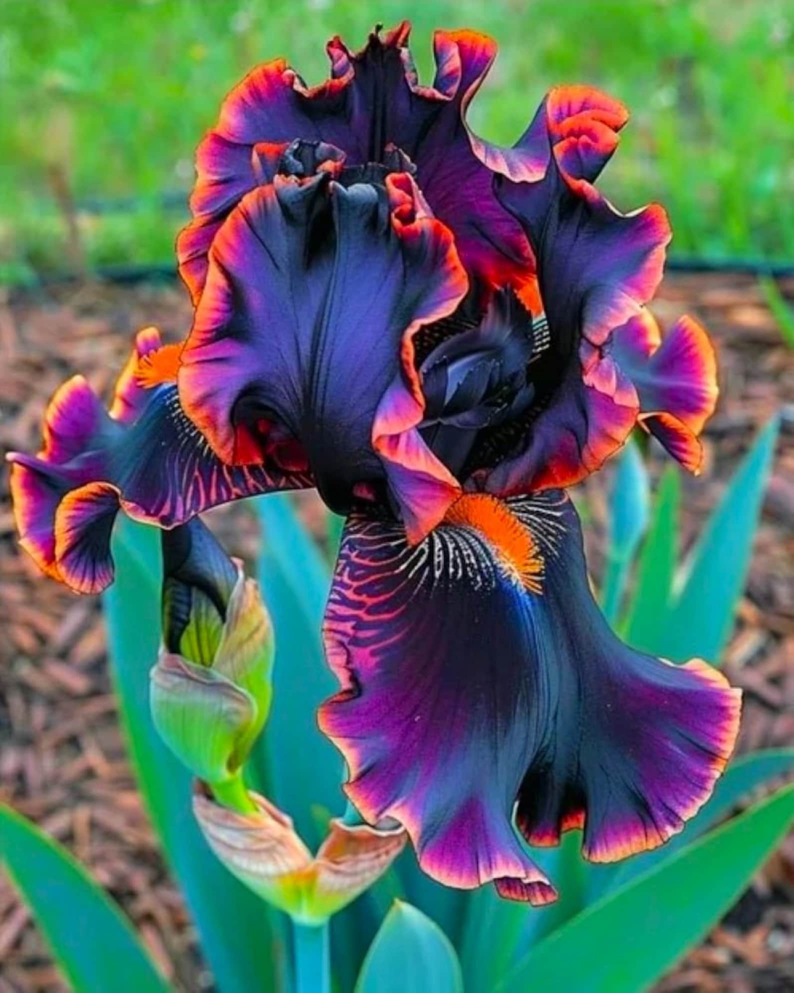 Iris 6