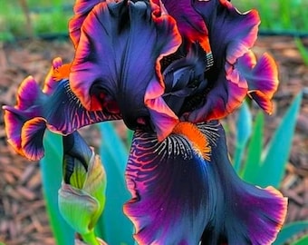 50 Iris Seeds Flower Plant (much less money than bulbs) - FRESH SEEDS - Limited Supply - Order Soon - Thank You