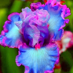 May include: A close-up of a vibrant blue and purple iris flower with ruffled petals. The flower has a pink center and is in full bloom.