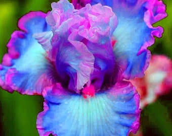 Pode incluir: Um close-up de uma flor de íris azul e roxo vibrante com pétalas onduladas. A flor tem um centro rosa e está em plena floração.