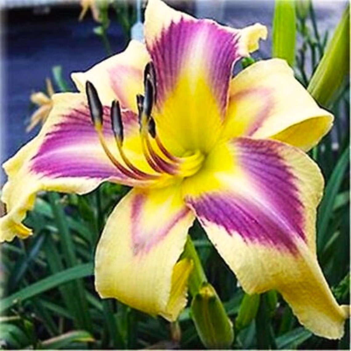 50 Lily Seeds Flower Plant (much Less Money Than Bulbs) - FRESH SEEDS ...