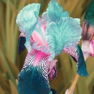 May include: A close-up of a blue and pink iris flower with a white and black striped pattern on the petals.