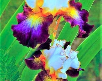 May include: Two vibrant iris flowers with purple, yellow, and white petals. The flowers are in bloom and have a delicate, ruffled appearance. The background is a blur of green foliage.