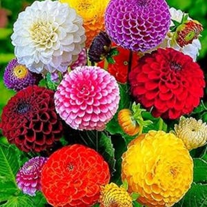 May include: A bouquet of colorful dahlia flowers in shades of white, yellow, pink, red, purple, and burgundy. The flowers are arranged in a cluster, with the stems visible.