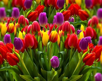 Può includere: Un mazzo di tulipani colorati in tonalità di rosso, giallo, viola e rosa. I tulipani sono disposti in un vaso e sono in piena fioritura.