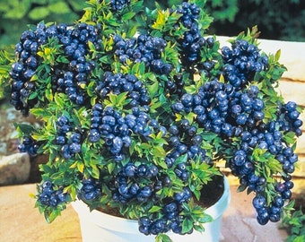 RARE Bonsai DWARF BLUEBERRIES 5 ,40 ,100 0r 200 Seeds -combined Shipping  Discount (pay Shipping Just for the First Item)grow Indoors or Out - Etsy