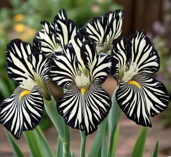 50 Zebra Black White Iris Perennial Seeds Flower Plant (much less money than bulbs) - FRESH SEEDS - Limited Supply - Order Soon - Thank You