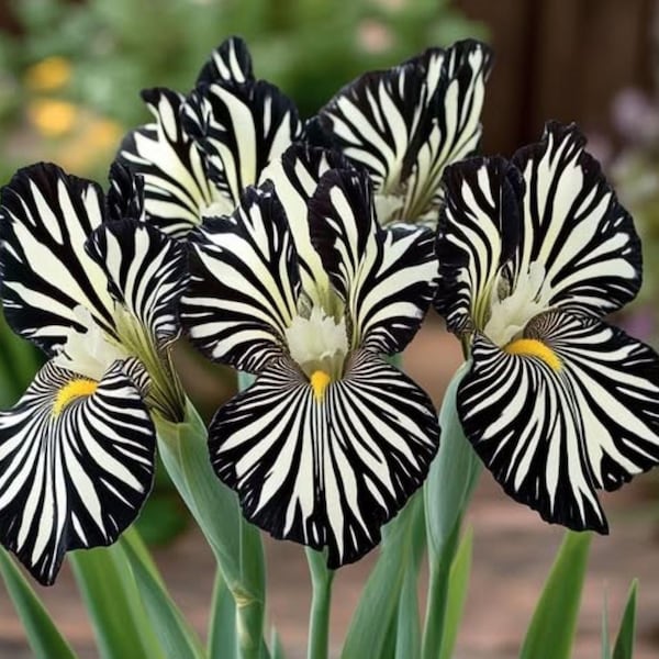 50 Zebra Black White Iris Perennial Seeds Flower Plant (much less money than bulbs) - FRESH SEEDS - Limited Supply - Order Soon - Thank You