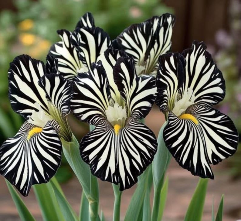 Pu&ograve; includere: Primo piano di diversi fiori di iris con sorprendenti petali a strisce bianche e nere, simili a motivi zebrati. I fiori hanno un centro giallo e sono ambientati su uno sfondo verde sfocato. Le foglie sono verdi.