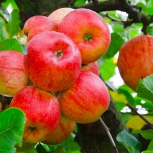 50 Red Delicious Apple Tree Seeds - FRESH SEEDS - Limited Supply - Order Soon - Thank You
