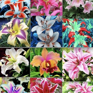 50 Mixed Color Lily Perennial Seeds Flower Plant (much less money than bulbs) - FRESH SEEDS - Limited Supply - Order Soon - Thank You