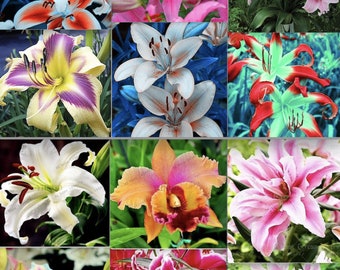 50 Mixed Color Lily Seeds Flower Plant (much less money than bulbs) - FRESH SEEDS - Limited Supply - Order Soon - Thank You