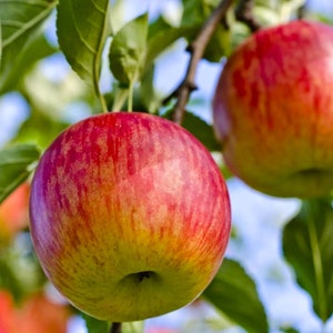 50 Fuji Apple Tree Seeds - FRESH SEEDS - Limited Supply - Order Soon - Thank You