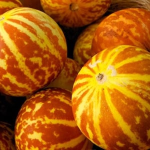 May include: A group of yellow and orange striped melons with a rough texture.