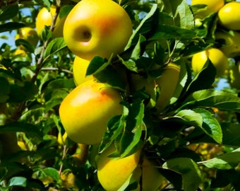 50 Yellow Golden Delicious Apple Tree Seeds - FRESH SEEDS - Limited Supply - Order Soon - Thank You