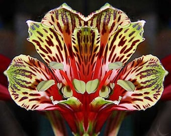 May include: A close-up of a red, yellow, and green flower with intricate patterns. The flower has a symmetrical shape and appears to be a type of lily.