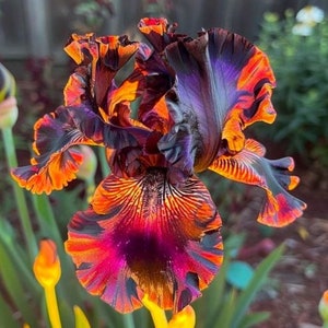 May include: A vibrant purple, orange, and black iris flower with ruffled petals. The flower is in full bloom and has a striking color pattern.