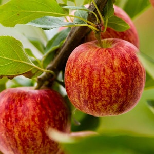 50 Gala Apple Tree Seeds - FRESH SEEDS - Limited Supply - Order Soon - Thank You