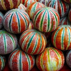 May include: A close-up of a group of cantaloupe melons with green and red stripes. The melons are arranged in a pile, with some of them overlapping.