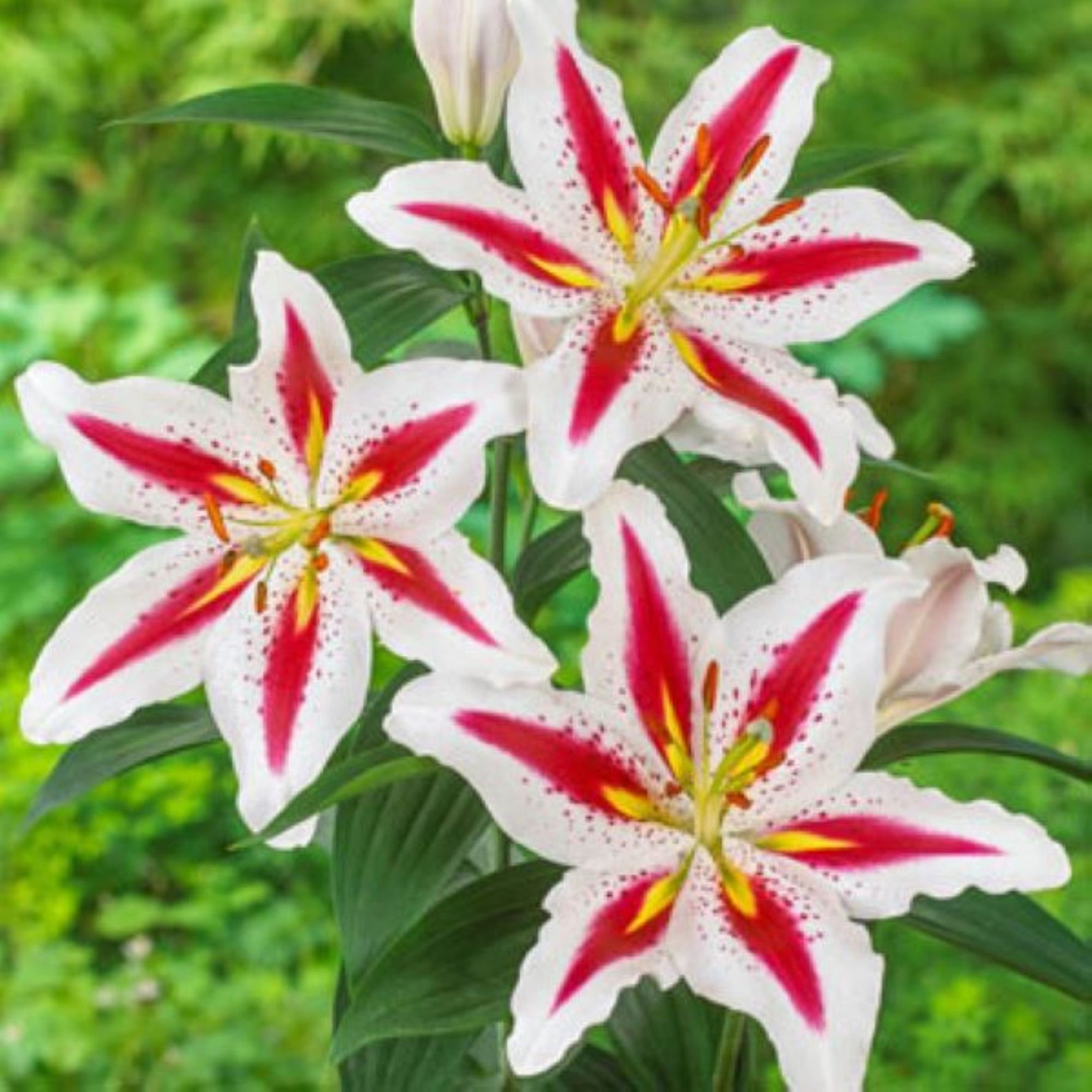 20+ How Much Are Lilies 50 Lily Seeds Flower Plant (much Less Money Than Bulbs) - FRESH SEEDS