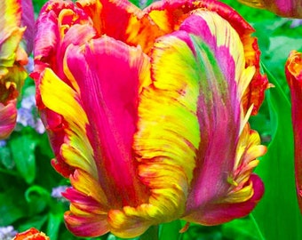May include: A vibrant, multi-colored tulip with red, yellow, and green hues. The petals are ruffled and have a unique, almost feathered texture.