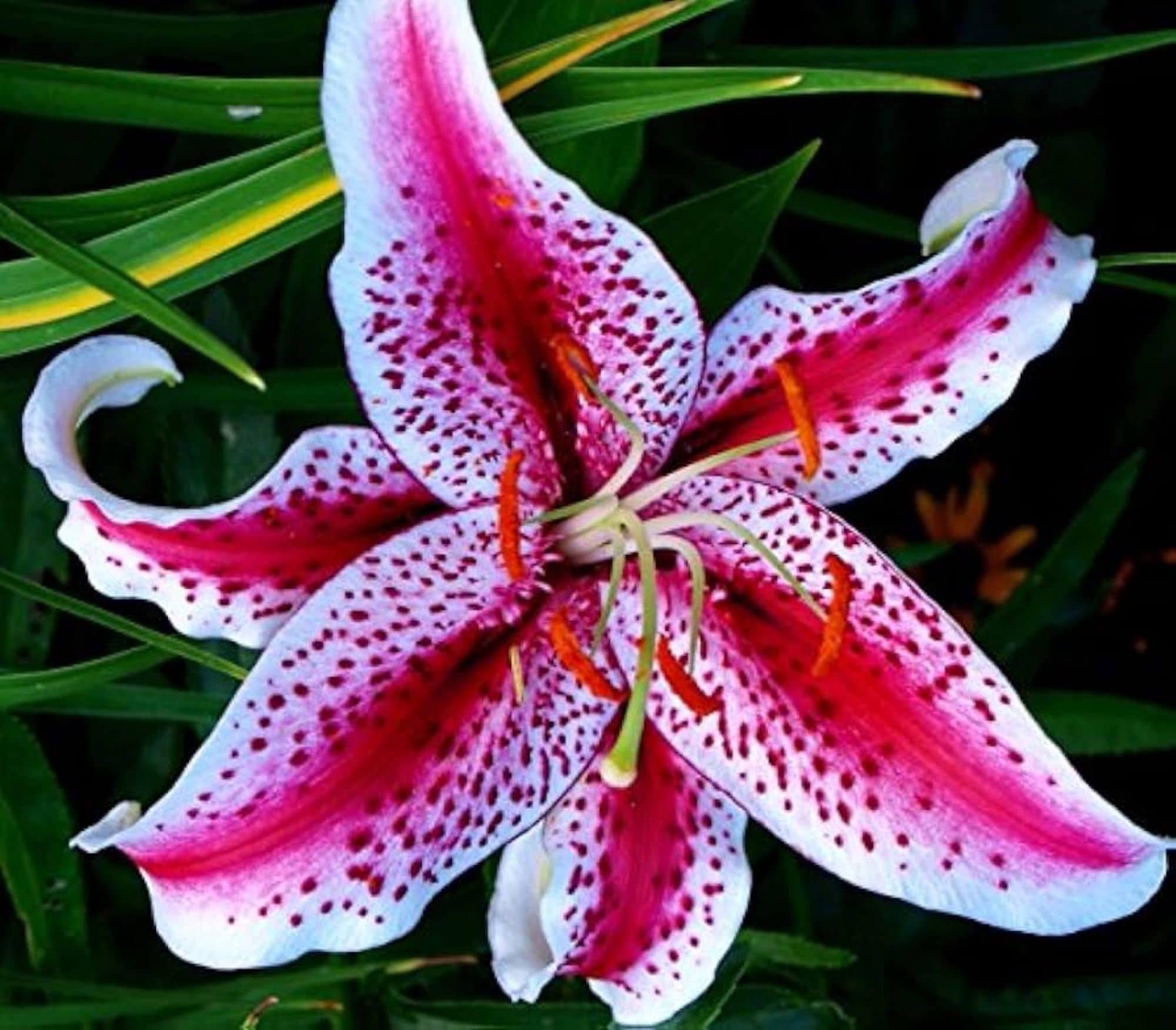 Stargazer Are Tiger Lilies Poisonous To Dogs Easter Lilies Tiger