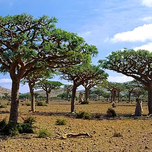 May include: A group of trees with twisted branches and green leaves growing in a dry, rocky landscape. The trees are set against a blue sky with white clouds.
