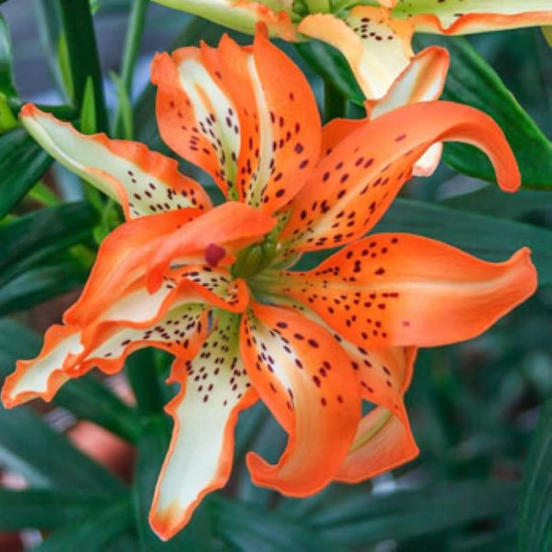 50 Lily Perennial Seeds Flower Plant (much Less Money Than Bulbs ...