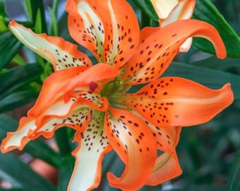 May include: A vibrant orange lily with white edges and dark brown spots. The lily has multiple petals and is in full bloom.