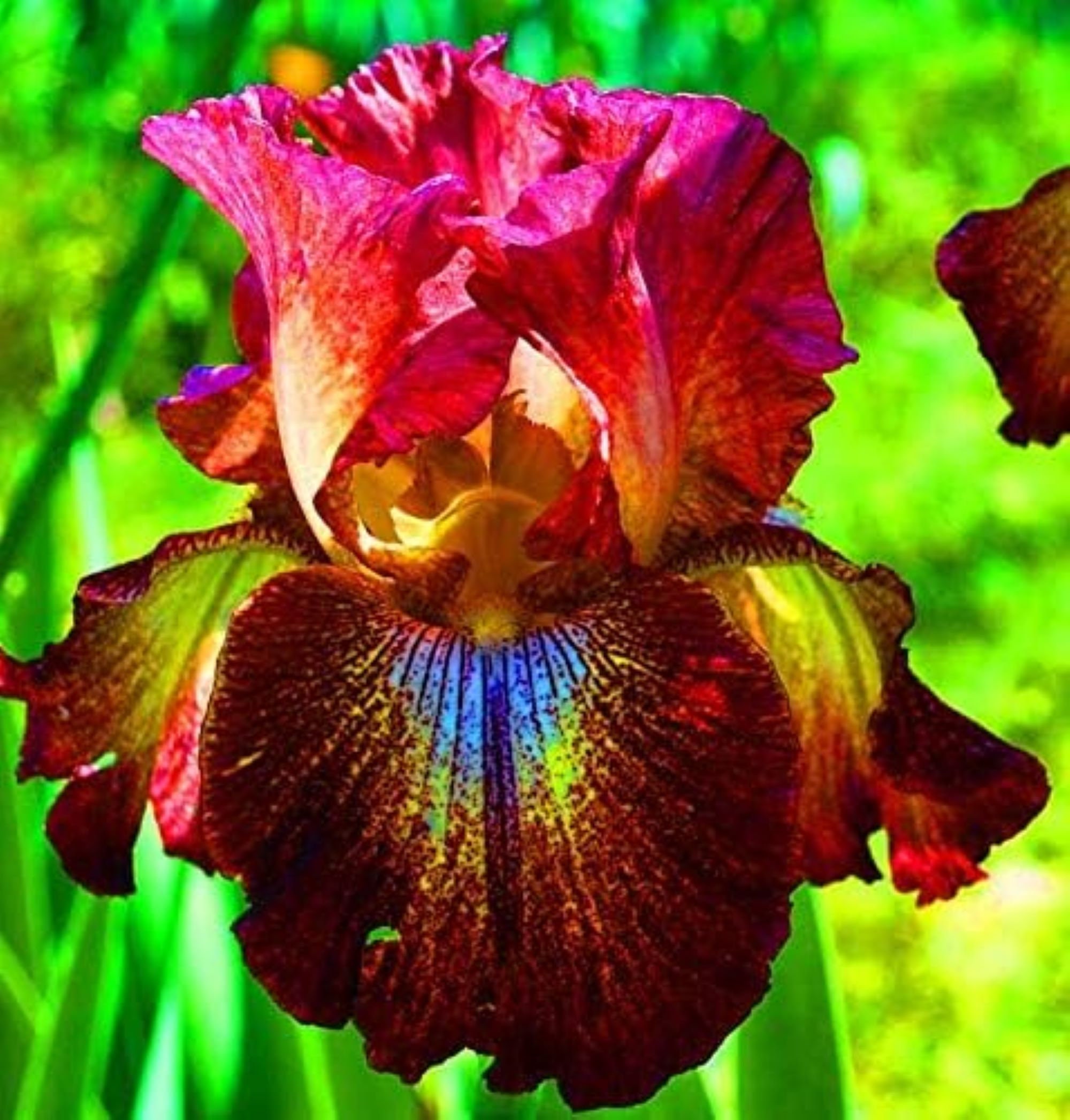 Spectacular Iris Seeds For Sale Image Illustration Spectacular Iris Seeds For Sale Image Illustration
