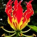 Fresh Seeds