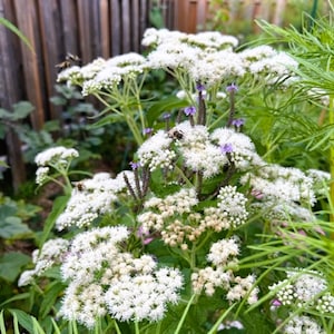 Boneset, 50 seeds