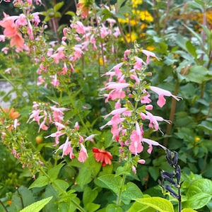 Hummingbird Salvia Coral Nymph, 50 seeds