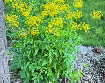 Golden Alexander, 20 Samen